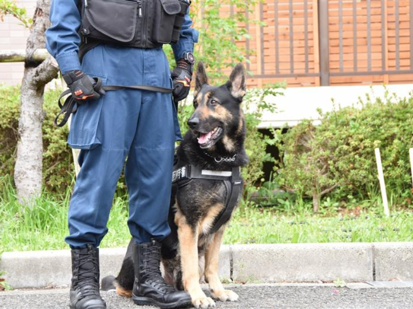 凛々しい警察犬もおやつにニッコリ