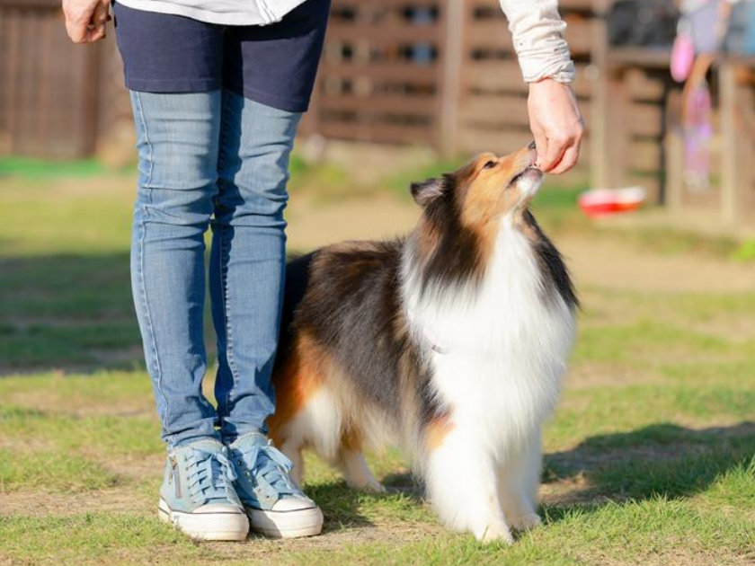 おやつの役割②「トレーニング」
