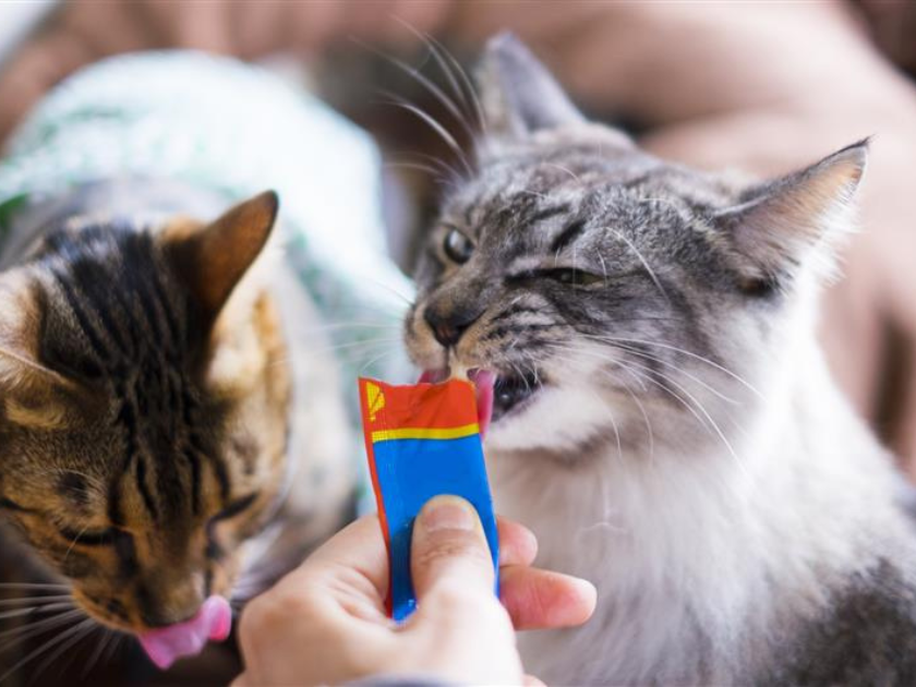 ペットに与える「おやつ」の役割を考える