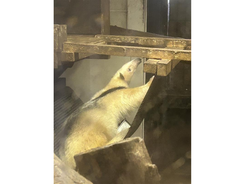 お目当てのミナミコアリクイを独占