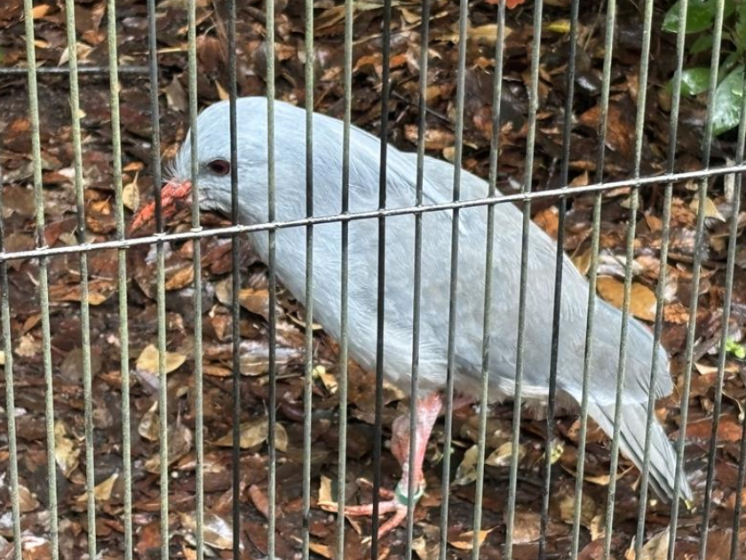 警戒心の強いカグーも大サービス