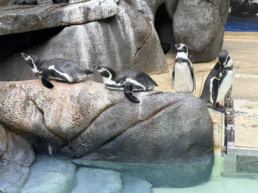 雨の日の動物園が最高だった件