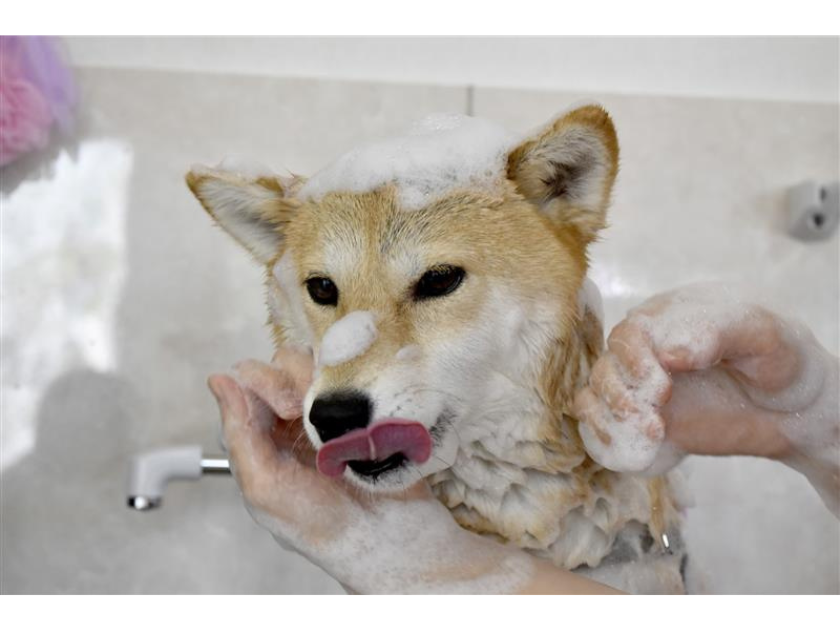 静かなブーム！？ペットのシャンプー動画に癒やされる