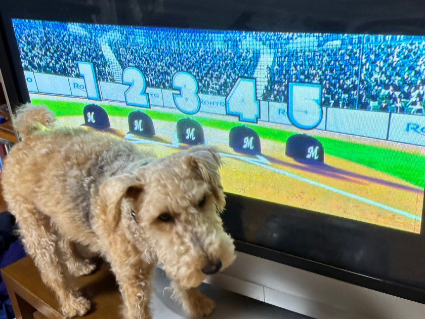 テレビに興奮するワンちゃん対策グッズを考えてみた