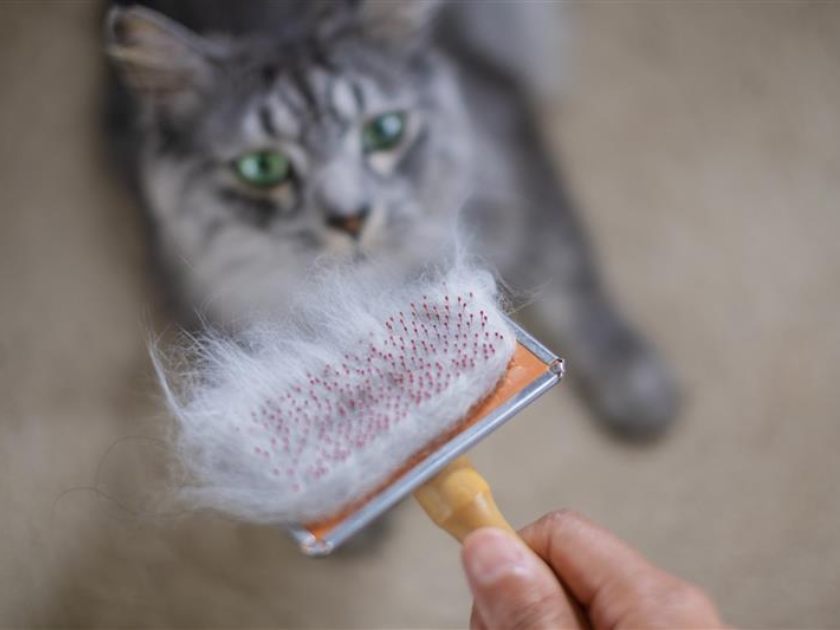 ◆ 抜け毛対策におすすめブラッシング習慣