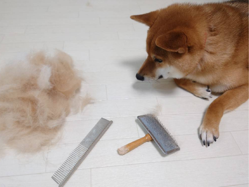 秋は抜け毛の季節！犬猫の換毛期におすすめの被毛ケア
