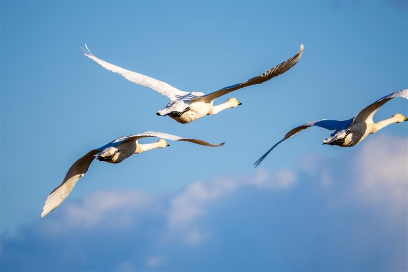 「飛ぶ」だけが鳥じゃない？知られざる鳥の定義と進化の不思議