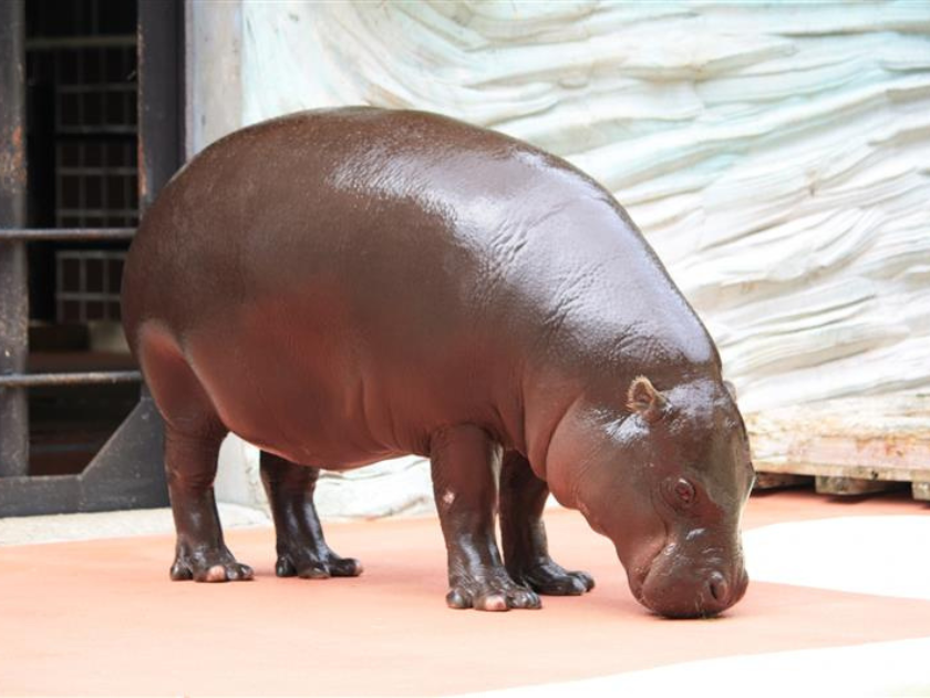 上野動物園の西園の特徴は？