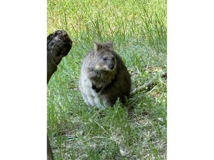 ポストパンダとなりそうな動物は？