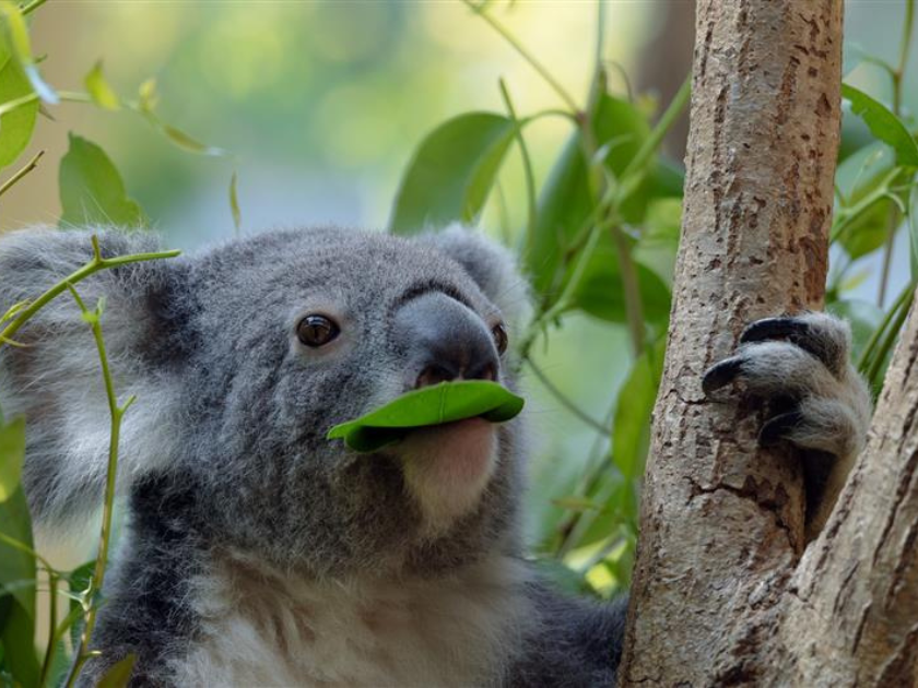 ポストパンダの筆頭候補は！？
