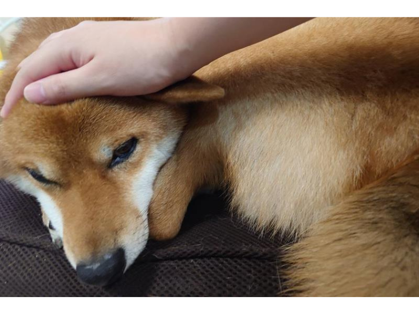 避難所でのペットの暮らし