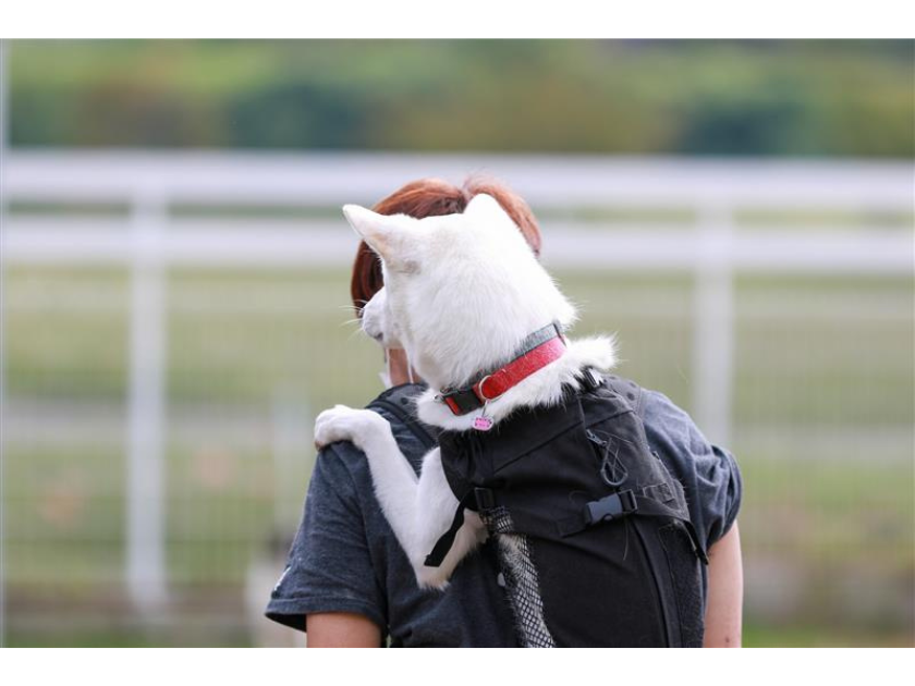 ペットの命を守る防災の備え 避難所でペットと暮らせるのか