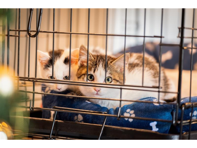 山崎怜奈と保護猫ツキ　出会いから2歳までのあたたかな日常