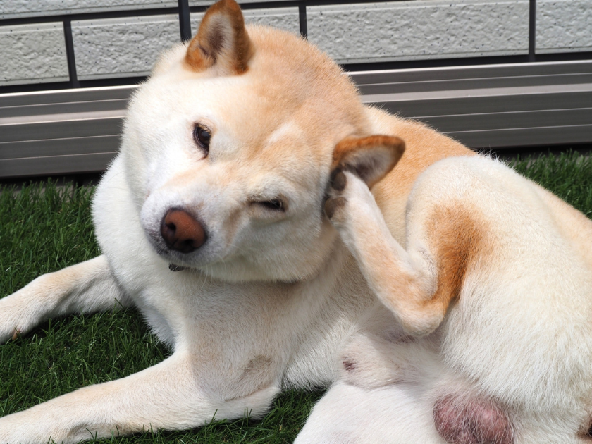 飼い主さんだけじゃない！冬の乾燥で起こりやすい犬の病気とは？
