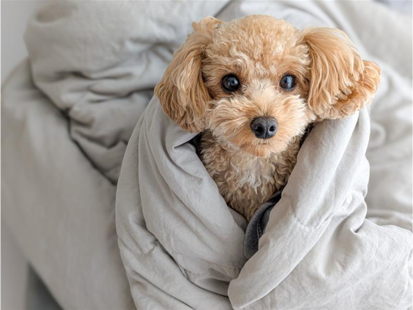 冬に備えておきたいペットの防災用品