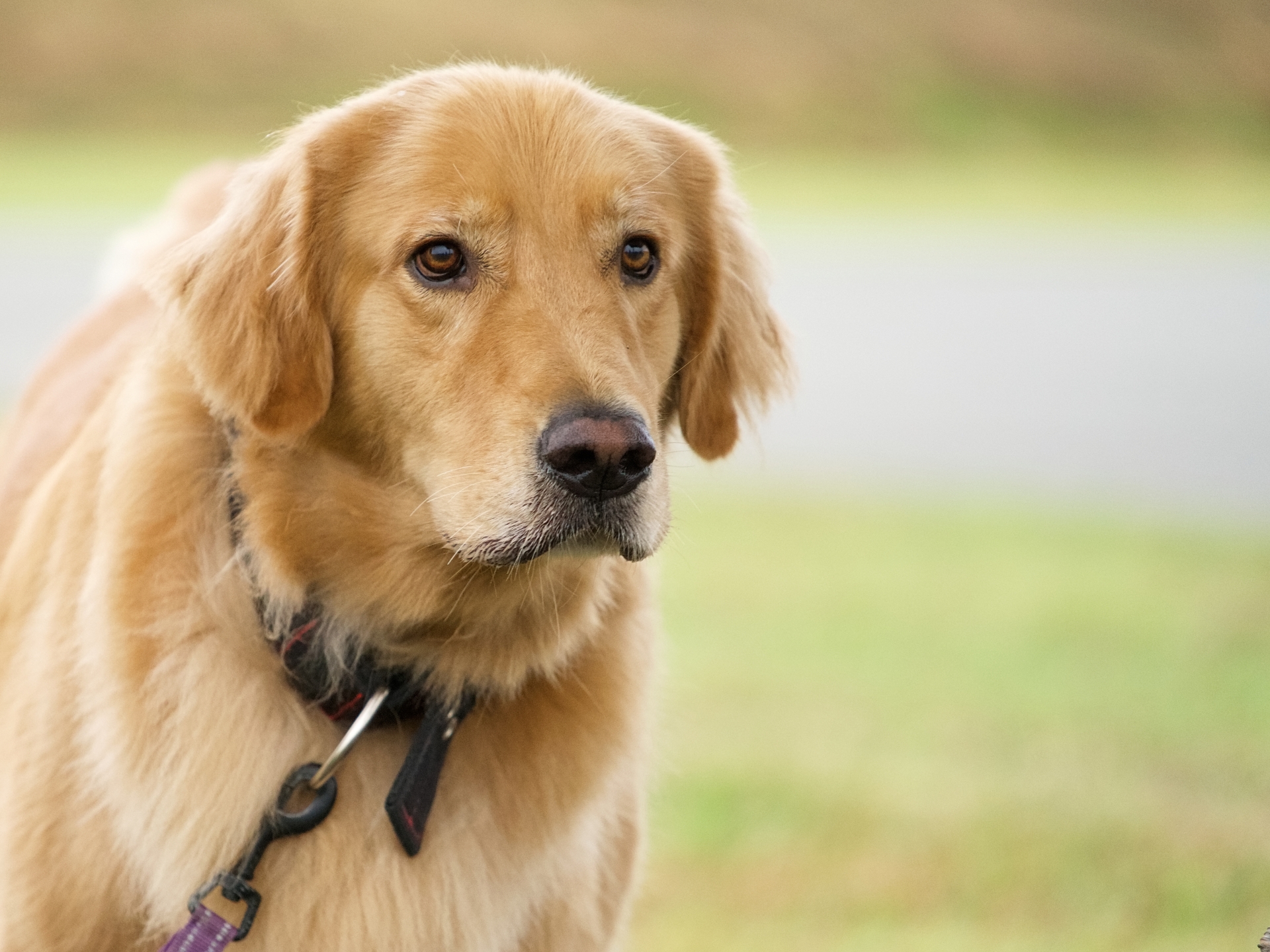 おうちでできる痴呆ケア