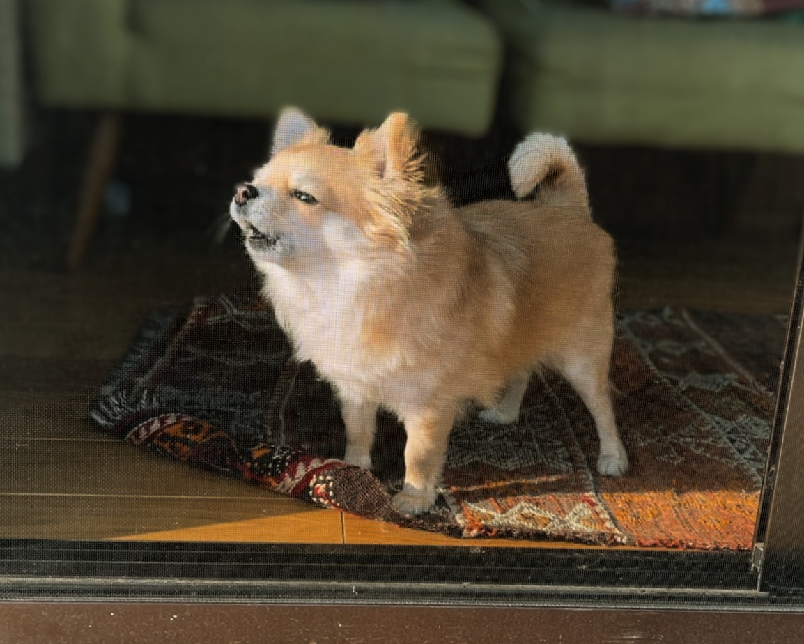 高齢ペットの夜鳴きと認知機能低下対策