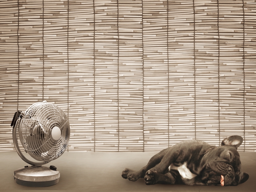 犬やネコはヒトより暑さに弱い