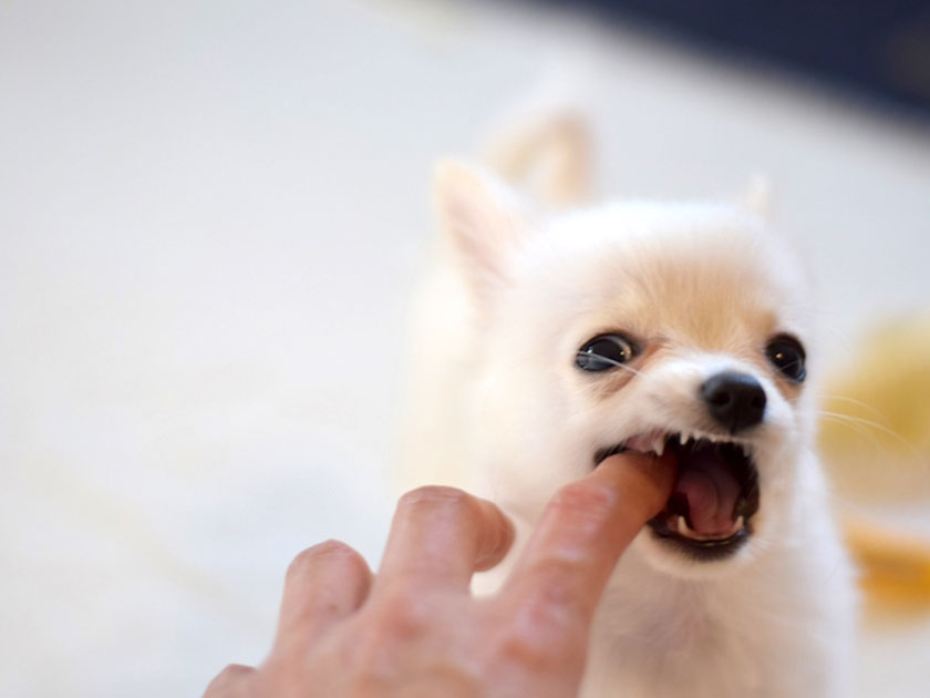 犬と触れ合う前に知っておきたい！人と犬の共通感染症