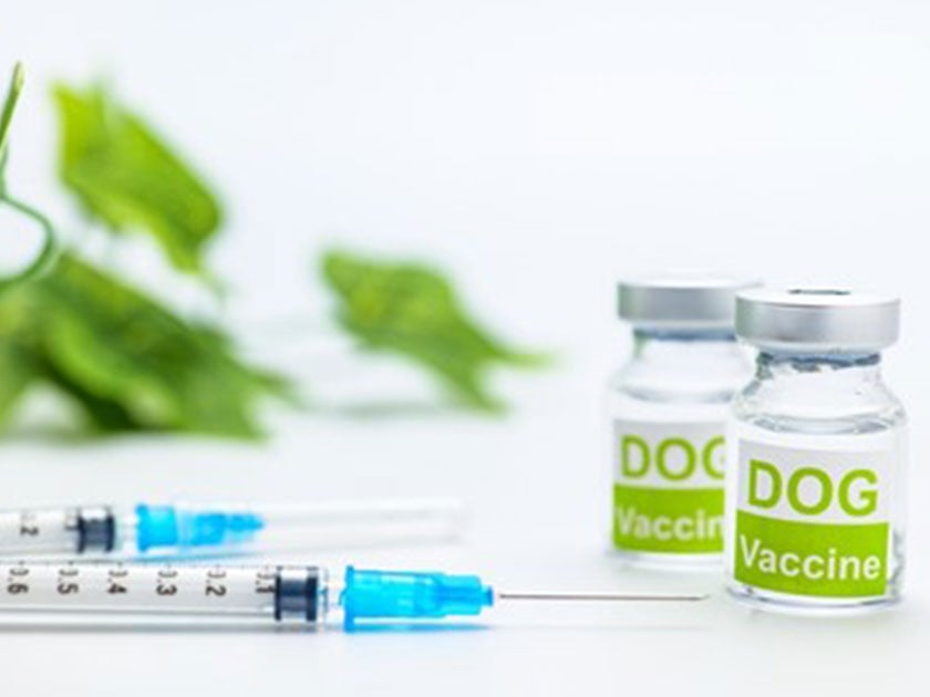 生ワクチンと不活化ワクチン