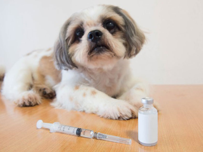 春の予防シーズン 狂犬病予防注射と混合ワクチンは何が違うの？