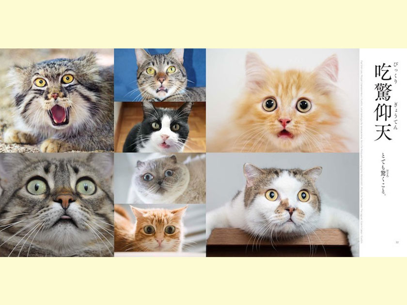 にゃんかい（難解）な四字熟語を猫写真で学べる辞典が登場